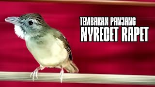 KAPAS TEMBAK GACOR NYRECET RAPET