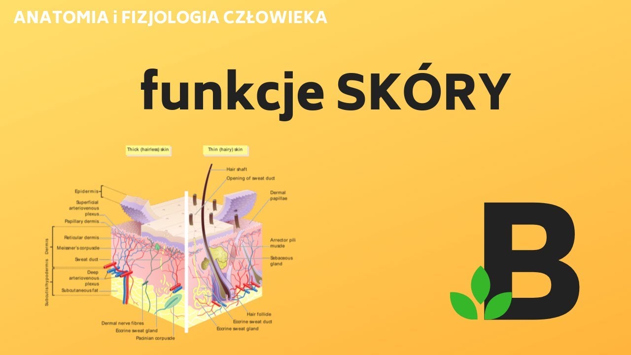 Budowa I Funkcje Skóry Klasa 7