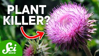 Murderous Plants? Save Your Garden From Sabotage