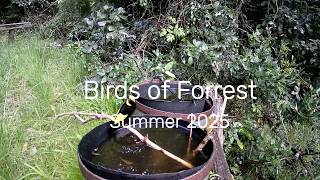 Rainforest birds at Forrest Delicate Nobby