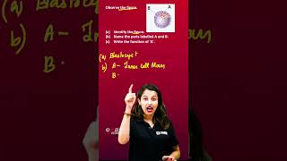 Human Reproduction   Question  Plus Two Biology