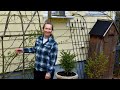 Basal Shoots On Roses How To Encourage Them Basal Shoots On Roses How To Encourage Them