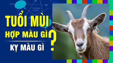 TUỔI MÙI Hợp MÀU GÌ? Kỵ Màu Nào Nhất? Chọn Màu Sắc Đúng Phong Thủy Để Đón May Mắn