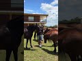 Así es el caballo #shorts