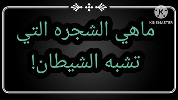 ماهي السوره التي تبدأ بكلمه سوره؟....