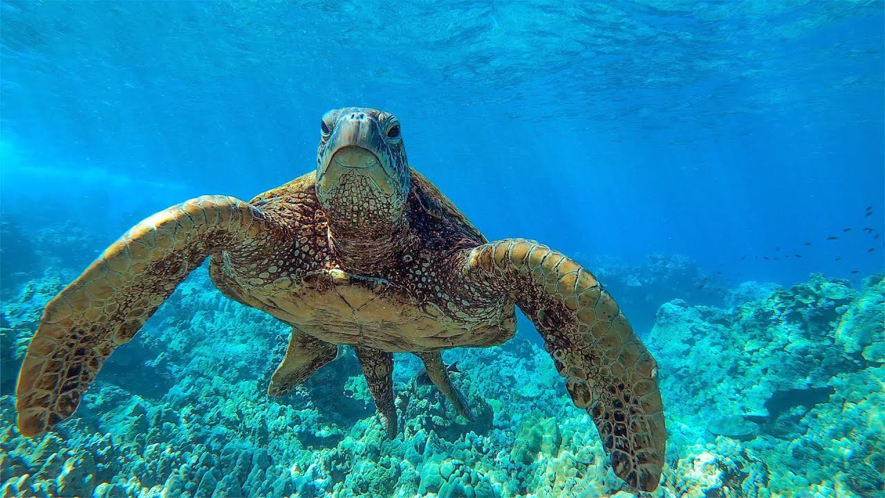 8 Hours - Relaxing Music with Sea Turtles in Hawaii with | Great Escapes