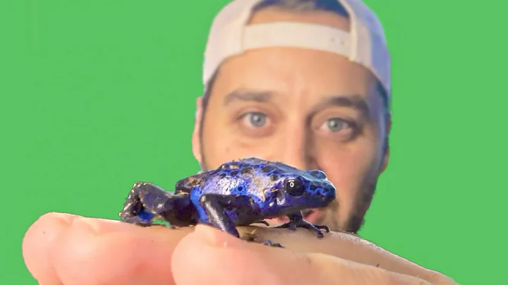Pet Poison Dart Frogs!!!