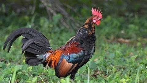 Suab Lau qaib dib qaib zoo heev dib tuaj xwb2 tiếng gà trống 2022