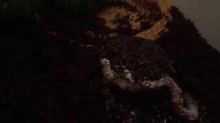 Ornate Pacman Frog Feeding Video!!!