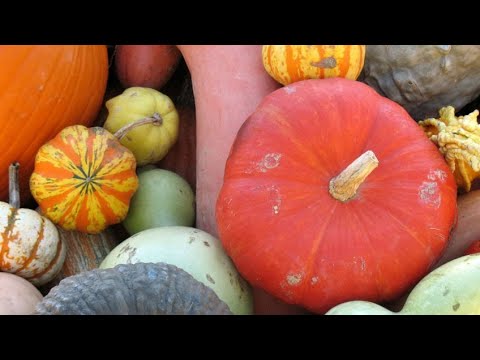 Video: Las mejores variedades de calabacín: descripción, características de cultivo y reseñas