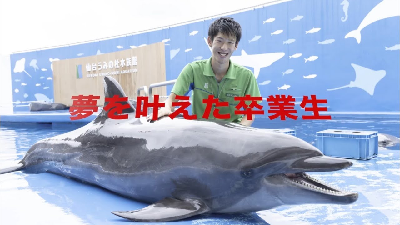 ドルフィントレーナー専攻 仙台eco動物海洋専門学校