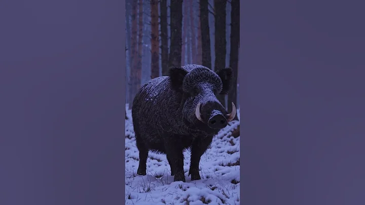Snow Wild Boar With Giant Tusk 🐗 #shorts