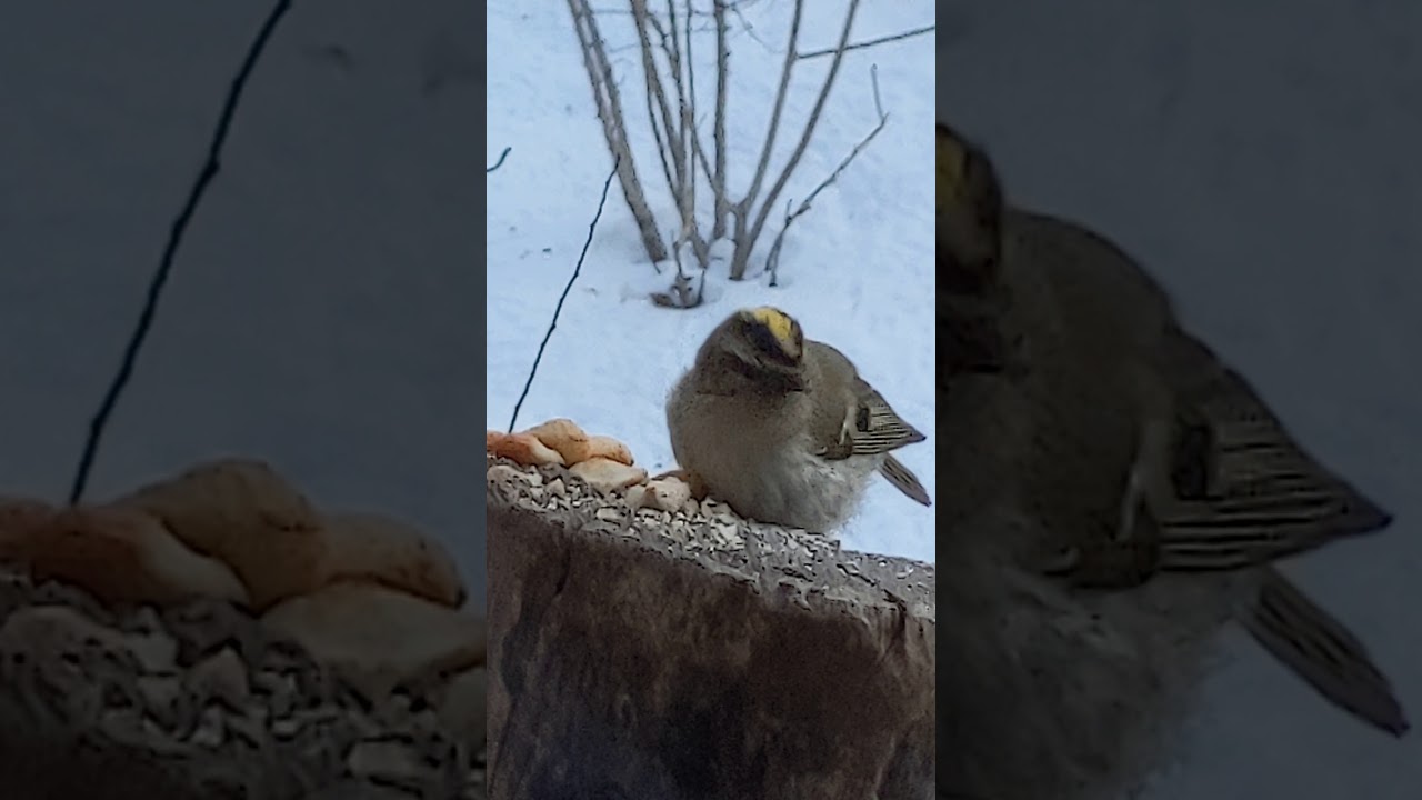 Golden-crowned kinglet at breakfast 