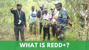 What Is REDD+?