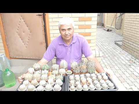 Video: Ako Urobiť Darčekovú Aranžmán Z Kaktusov