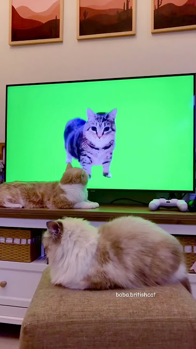 u i i ai o uu ii a i Oi Oi Oi Cat Kucing Akmal #oiiaoiia #oioicat #kucingakmal #kucingoren #memecat