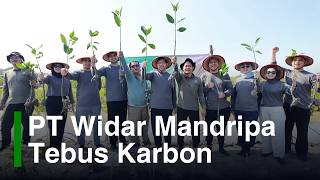 Tebus Karbon Mangrove di Demak: PT Widar Mandripa Nusantara Tanam Pantau Mangrove