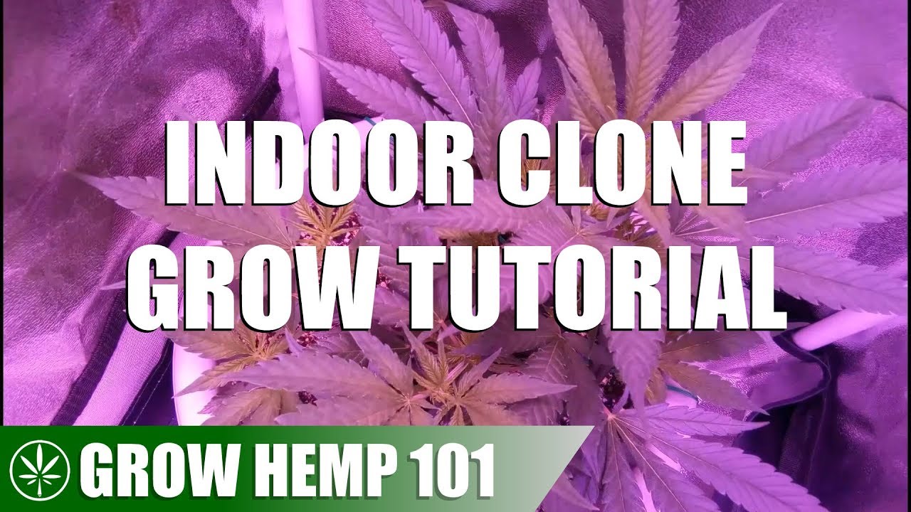 Indoor Clone Timelapse Grow Tutorial