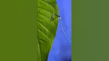 Best Fishing Hooks For Fishing #shorts #fishing #mancing #tutorial