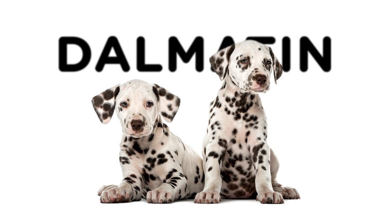 Dalmatin - Atlas plemen - Tlapka TV - YouTube