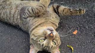 חתול אפור מתגלגל בגן A gray cat is rolling in a garden by Anat Cohen 511 views 1 month ago 41 seconds