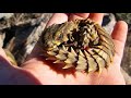 결국 만났습니다! 돈있어도 못구하는 현실용 도마뱀 보여드릴게요! / realistic dragon (Girdle Tail Armadillo Lizard)