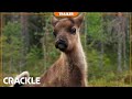 A Reindeer's Journey | Trailer - Watch Free on Crackle Dec 1