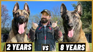 HOW I PLAY WITH MY TWO BELGIAN MALINOIS! by Andy Krueger Dog Training  9,711 views 6 months ago 9 minutes, 23 seconds