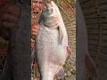 Wow! Amazing Polo Fishing Videos ! Best Big Fish Catching ! Primitive Technique fishing #fish #india