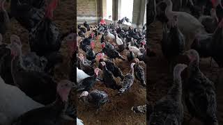 Contact- 9080585501, 9751772410# chicks for sale# month old#gini# dharmapuri
