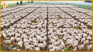 How Australia Raises Millions of Cattle for Premium Beef – Inside Massive Cattle Farming Industry screenshot 4