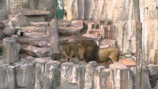 気まぐれリッキー(円山動物園 ライオン)