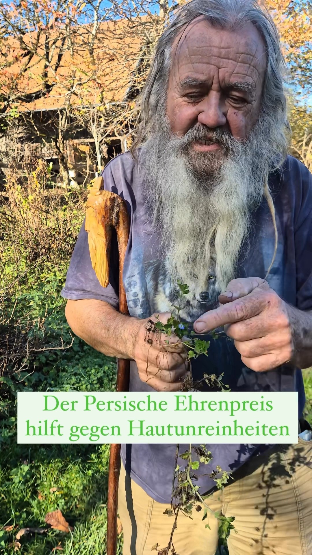 Persische Ehrenpreis hilft gegen Hautunreinheiten 🌱 - YouTube