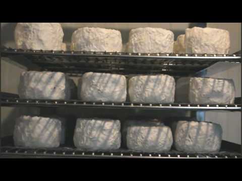 თხის ყველის წარმოება შალაურში