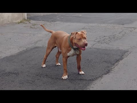 Video: Terrier Ya Toy: Viwango Vya Kuzaliana