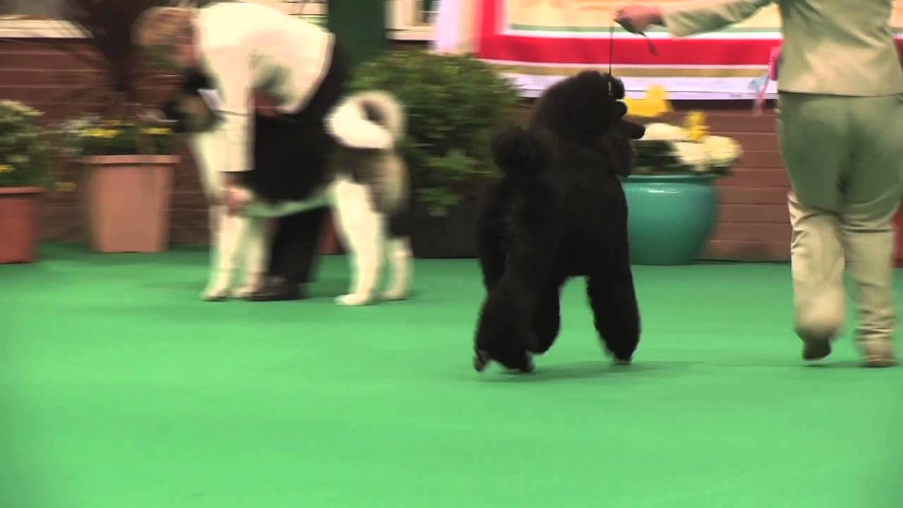 Birmingham National 2015 - Utility Puppy group best in show imdb