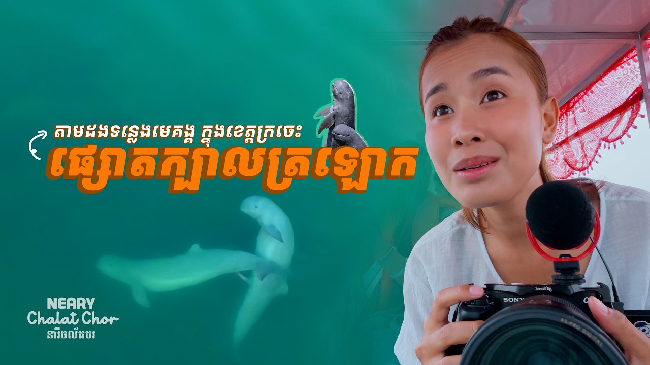 រឿងរ៉ាវដែលគួរឱ្យចាប់អារម្មណ៍អំ​ពីសត្វផ្សោតក្បាលត្រឡោក | The Rare Irrawaddy Dolphins of Mekong River