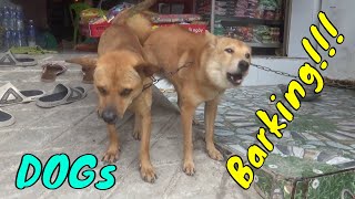 How Dogs React When Seeing Stranger 19 - Running, Barking? | Viral Dog
