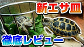 ヘルマンリクガメ 亀用 のオムツを教えてもらって作ってみた Youtube ヘルマンリクガメ 亀用 のオムツを教えてもらって作ってみた Youtube