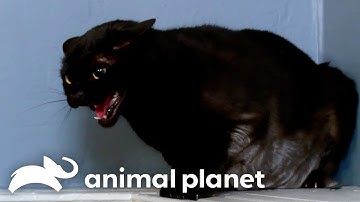 The World