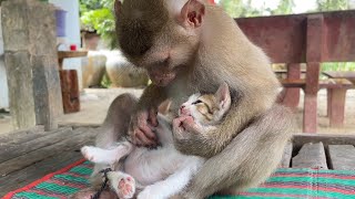 Rescued Monkey Zueii Grooming Her Rescued Kitty