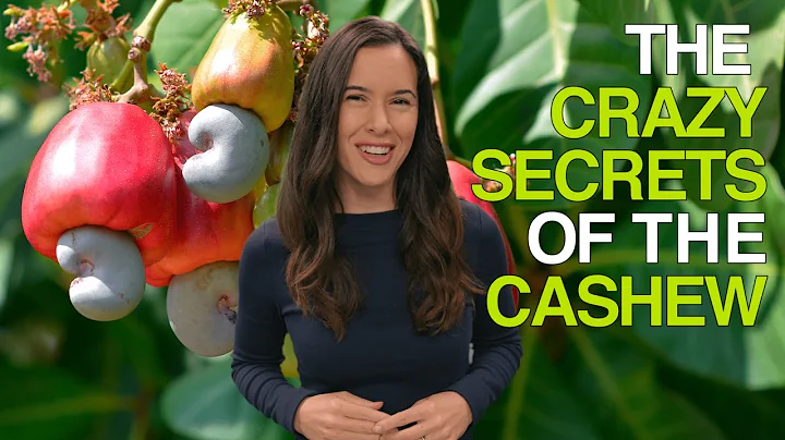 The Crazy Secrets of the Cashew (Why Cashews Are Never Sold in Their Shells) - DayDayNews