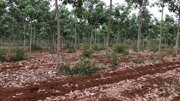 bẫy đa đa mới nhất bổi về đấu với mồi quá phê