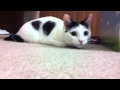 Japanese bobtail cat- Hunting mode の動画、YouTube動画。
