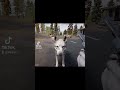 Lupule nu mă manca #gaming #survival #instagram #mistsurvival #mistsurvivalgame
