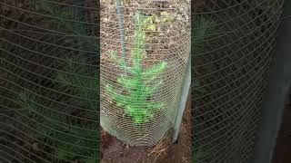 planting some tamarack trees