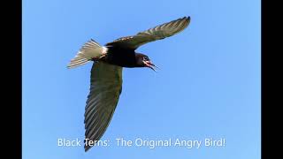 Black Tern Montage