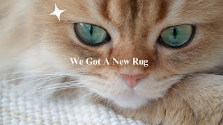 We Got A New Rug from Rugvista! (Chill Jazz Music, Relax with Poki & Kiwi, Cozy Cat Content)