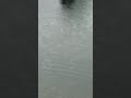 Jellyfish attack in Japan
