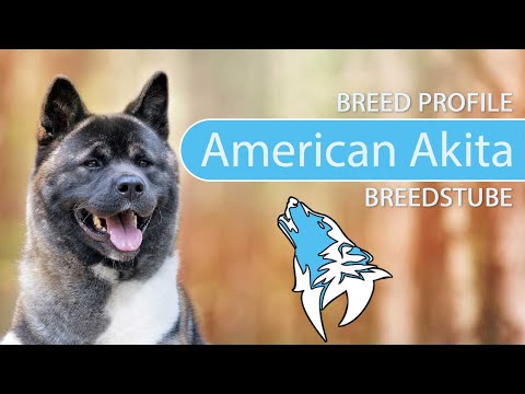 Video: Akita Hondenras Hypoallergeen, Gezondheid En Levensduur